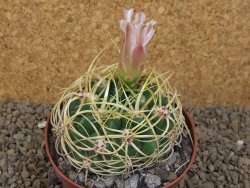 Gymnocalycium monvillei JS 169 květináč 10,5 cm XXL - 12414177