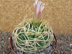 Gymnocalycium monvillei JS 169 květináč 10,5 cm XXL - 12414178