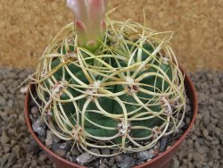 Gymnocalycium monvillei JS 169 květináč 10,5 cm XXL