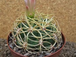 Gymnocalycium monvillei JS 169 květináč 10,5 cm XXL - 12414180