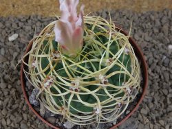 Gymnocalycium monvillei JS 169 květináč 10,5 cm XXL - 12414181