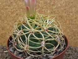 Gymnocalycium monvillei JS 169 květináč 10,5 cm XXL - 12414182