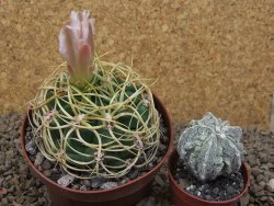 Gymnocalycium monvillei JS 169 květináč 10,5 cm XXL - 12414183