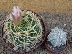 Gymnocalycium monvillei JS 169 květináč 10,5 cm XXL - 12414184