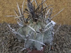 Astrophytum niveum pot 5,5 cm - 12414185