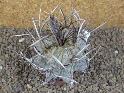Astrophytum niveum pot 5,5 cm - 12414186