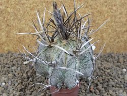 Astrophytum niveum pot 5,5 cm - 12414187