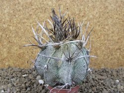 Astrophytum niveum pot 5,5 cm - 12414189