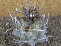 Astrophytum niveum pot 5,5 cm - 12414190