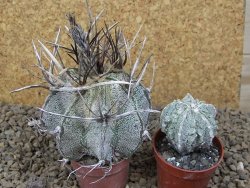 Astrophytum niveum pot 5,5 cm - 12414191