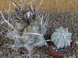 Astrophytum niveum pot 5,5 cm - 12414192