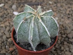Astrophytum Dinosaur X ornatum květináč 5,5 cm