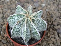 Astrophytum Dinosaur X ornatum květináč 5,5 cm - 12414194