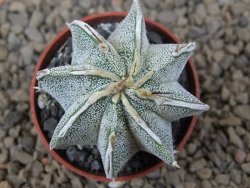 Astrophytum Dinosaur X ornatum květináč 5,5 cm - 12414195