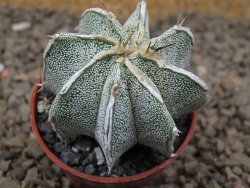 Astrophytum Dinosaur X ornatum květináč 5,5 cm - 12414196