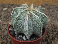 Astrophytum Dinosaur X ornatum květináč 5,5 cm - 12414197