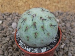 Tephrocactus geometricus květináč 5,5 cm - 12414198