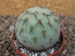 Tephrocactus geometricus květináč 5,5 cm