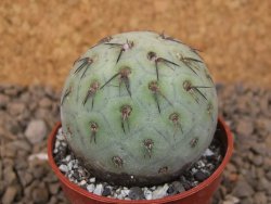 Tephrocactus geometricus květináč 5,5 cm - 12414200