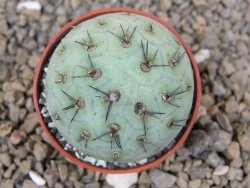 Tephrocactus geometricus květináč 5,5 cm - 12414201