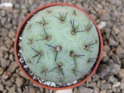 Tephrocactus geometricus květináč 5,5 cm - 12414202