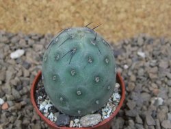 Tephrocactus geometricus květináč 5,5 cm - 12414203