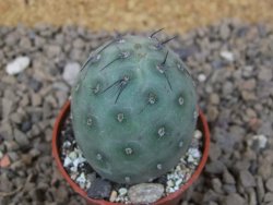 Tephrocactus geometricus květináč 5,5 cm - 12414204
