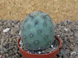Tephrocactus geometricus květináč 5,5 cm - 12414205