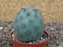 Tephrocactus geometricus květináč 5,5 cm - 12414206