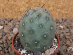 Tephrocactus geometricus květináč 5,5 cm