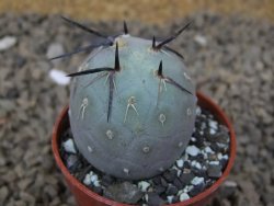 Tephrocactus geometricus květináč 5,5 cm - 12414208