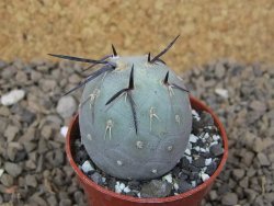 Tephrocactus geometricus květináč 5,5 cm
