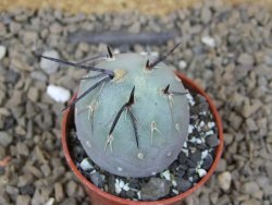 Tephrocactus geometricus květináč 5,5 cm - 12414210