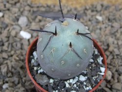 Tephrocactus geometricus květináč 5,5 cm - 12414211
