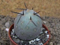 Tephrocactus geometricus květináč 5,5 cm - 12414212