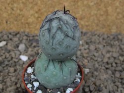 Tephrocactus geometricus květináč 5,5 cm
