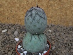 Tephrocactus geometricus květináč 5,5 cm - 12414214