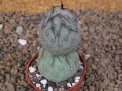 Tephrocactus geometricus květináč 5,5 cm - 12414215