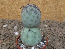 Tephrocactus geometricus květináč 5,5 cm - 12414216