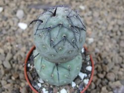 Tephrocactus geometricus květináč 5,5 cm - 12414217