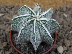 Astrophytum Dinosaur X ornatum květináč 5,5 cm - 12414218