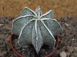 Astrophytum Dinosaur X ornatum květináč 5,5 cm - 12414219