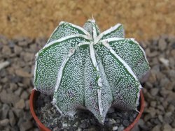 Astrophytum Dinosaur X ornatum květináč 5,5 cm - 12414220