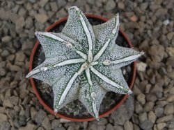 Astrophytum Dinosaur X ornatum květináč 5,5 cm - 12414222
