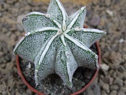 Astrophytum Dinosaur X ornatum květináč 5,5 cm - 12414223