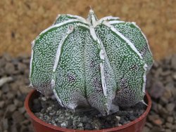 Astrophytum Dinosaur X ornatum květináč 5,5 cm - 12414224