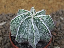 Astrophytum Dinosaur X ornatum květináč 5,5 cm - 12414225