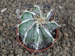 Astrophytum Dinosaur X ornatum květináč 5,5 cm - 12414227