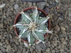 Astrophytum Dinosaur X ornatum květináč 5,5 cm - 12414228
