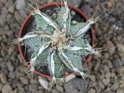 Astrophytum Dinosaur X ornatum květináč 5,5 cm - 12414229